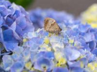 Großes Ochsenauge sitzt auf Hortensie - Olsker